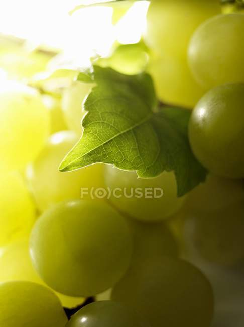 Fresh and ripe White grapes — Stock Photo