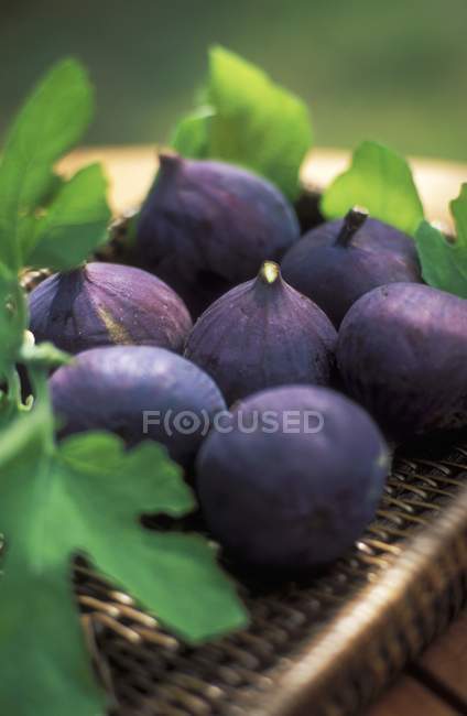 Fresh Figs with leaves — Stock Photo