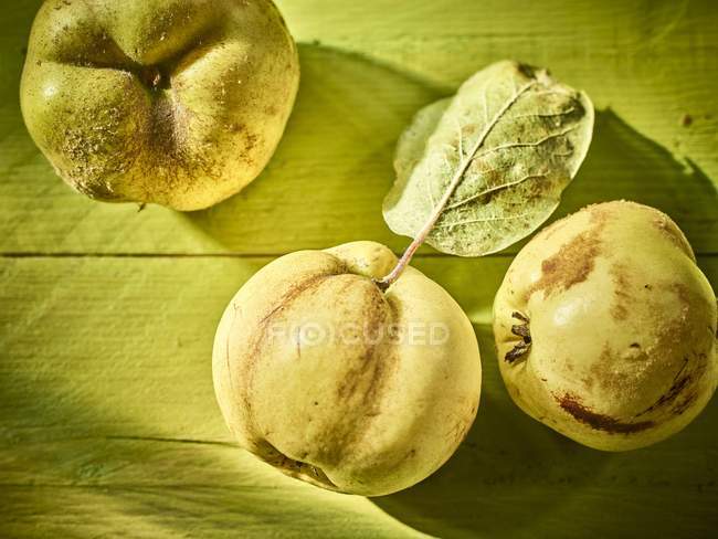 Fresh picked Quinces with leaf — Stock Photo