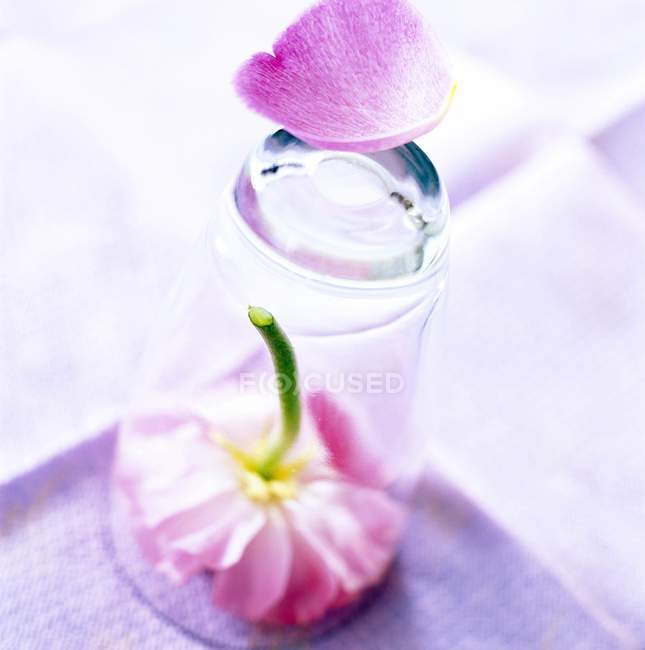 Vista close-up de flor sob um copo — Fotografia de Stock