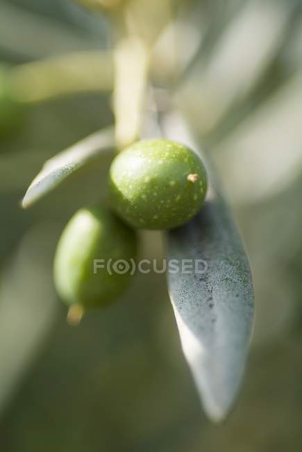 Green olives with leaf — Stock Photo