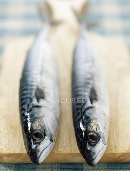 Fresh mackerels on chopping board — Stock Photo