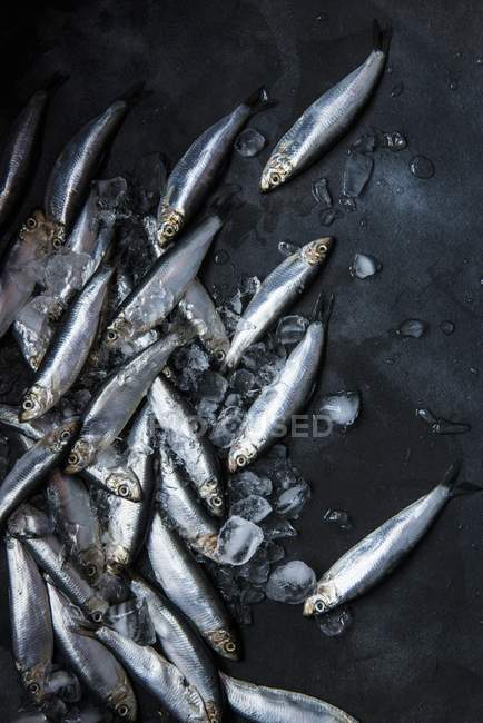 Fresh sprats in heap on ice cubes — Stock Photo