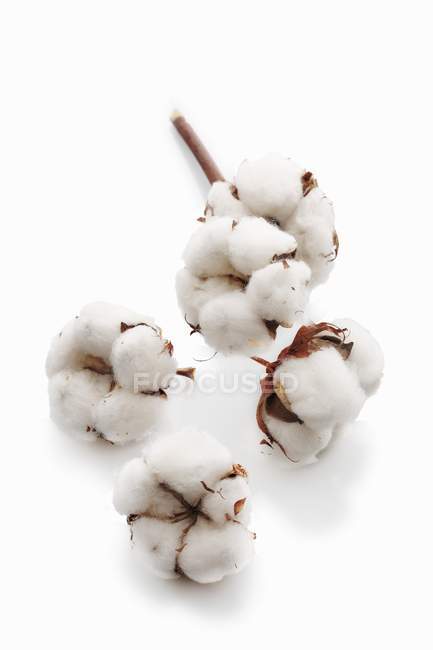 Vista de cerca de las flores de algodón en la superficie blanca - foto de stock