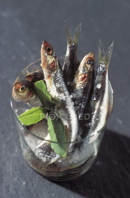 Vista de primer plano de anchoas con hierba en vidrio - foto de stock