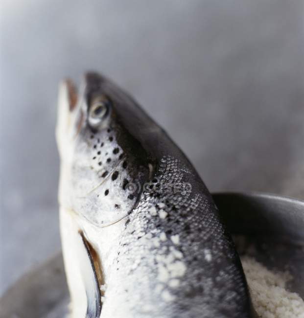 Testa di salmone non cotta — Foto stock