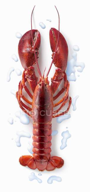 Vue de dessus d'un homard cuit sur une surface blanche — Photo de stock