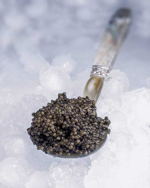 Black caviar on mother-of-pearl spoon — Stock Photo