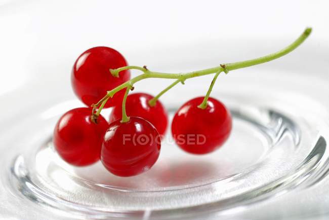 Small bunch of redcurrants — Stock Photo
