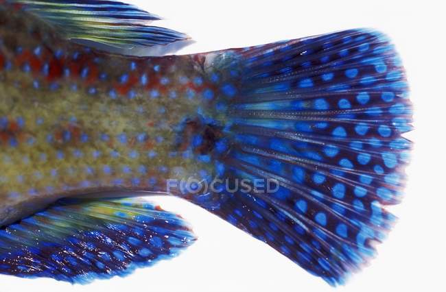 Colorful Wrasse tail — Stock Photo