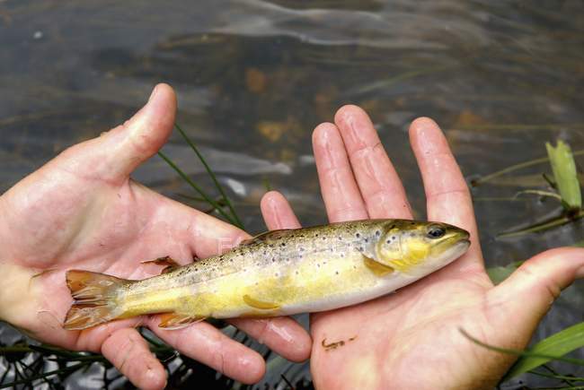 Hands holding wild trout — Stock Photo