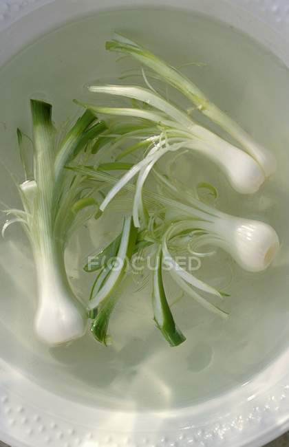 Cipolle di primavera in acqua — Foto stock