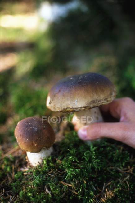 Gros plan vue de jour de la main tenant le champignon cep sur la mousse — Photo de stock