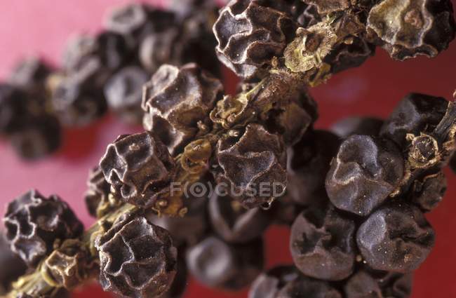 Dried Tellicherry pepper — Stock Photo