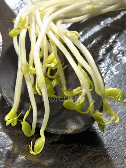 Brotos de ervilha na colher — Fotografia de Stock
