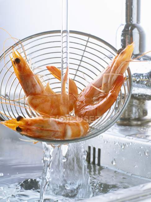 Camarones en el fregadero bajo chorro de agua - foto de stock