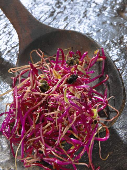 Red beetroot sprouts — Stock Photo