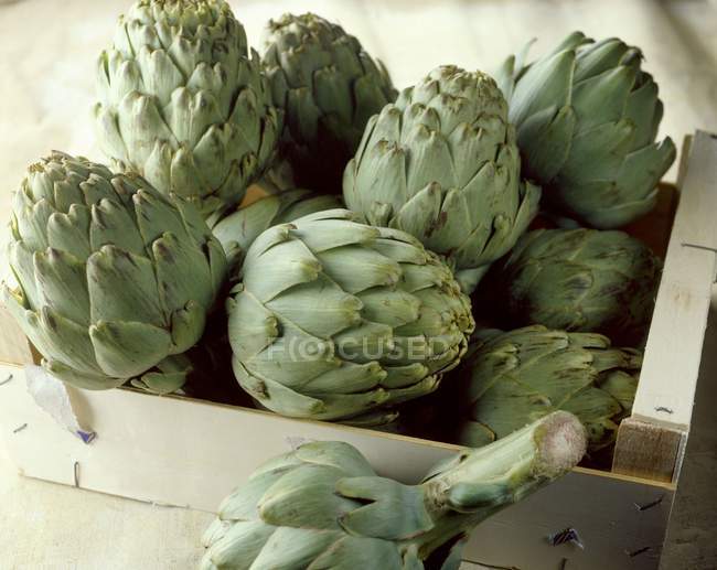 Crate of fresh picked artichokes — Stock Photo