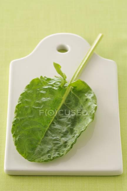Fresh Sorrel leaf — Stock Photo
