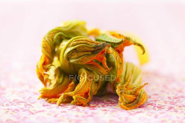 Fleurs de courgette fraîches — Photo de stock