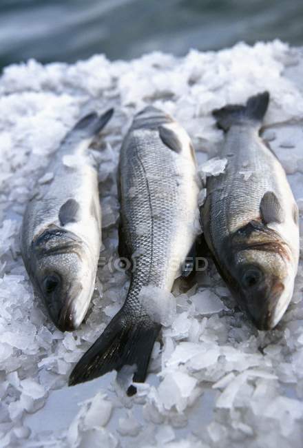 Três peixes de robalo frescos — Fotografia de Stock