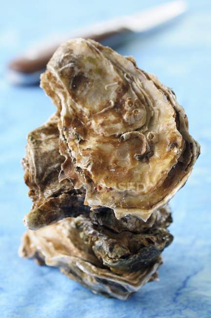Frische gestapelte Austern — Stockfoto