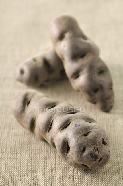 Fresh violet potatoes — Stock Photo