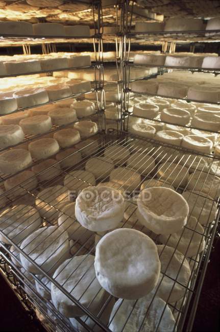 Madurando Camemberts en fábrica - foto de stock