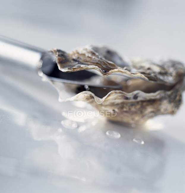 Fresh Oyster and knife — Stock Photo