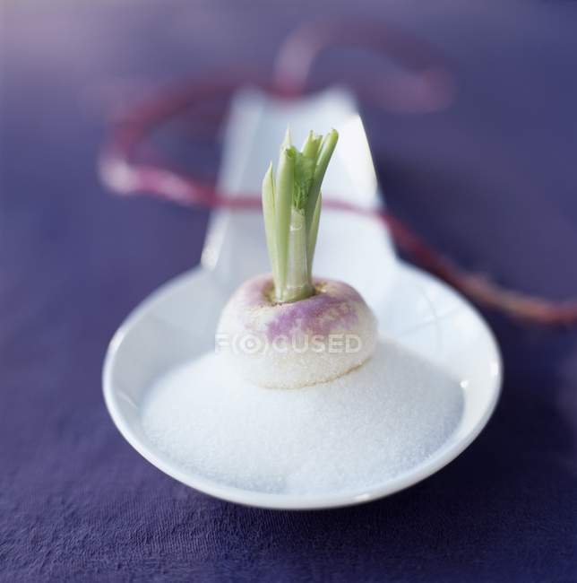 Turnip on spoonful of castor sugar — Stock Photo