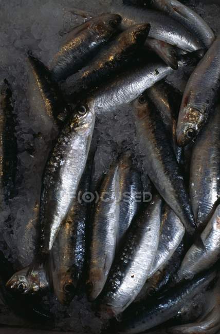 Small anchovies in heap with salt — Stock Photo