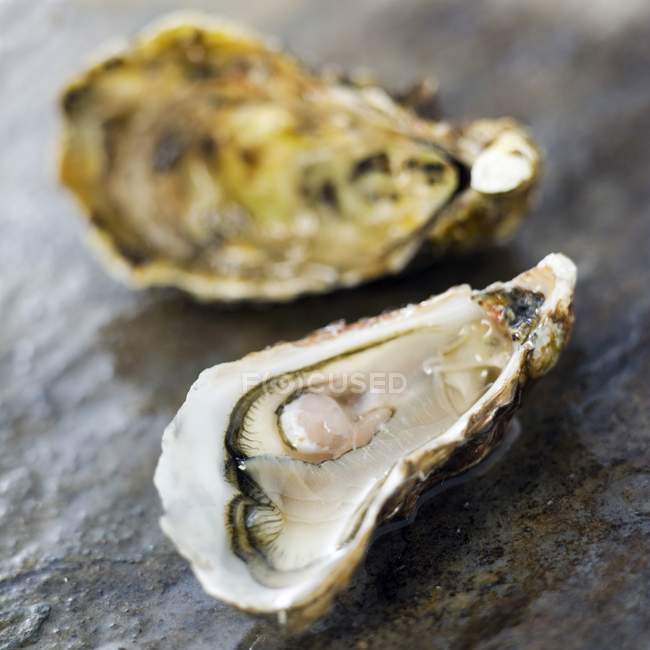 Oyster com shell em segundo plano — Fotografia de Stock