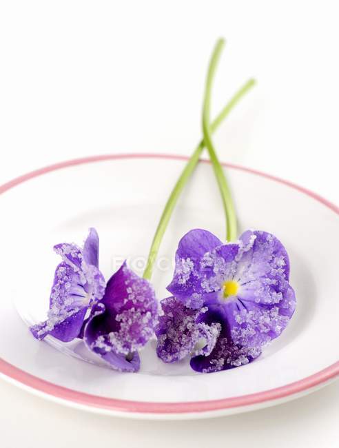 Closeup view of candied violets on white dish — Stock Photo