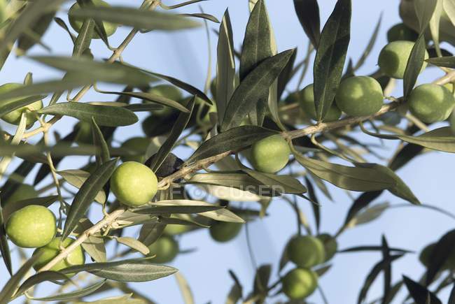 Оливки на гілці на відкритому повітрі вдень — стокове фото
