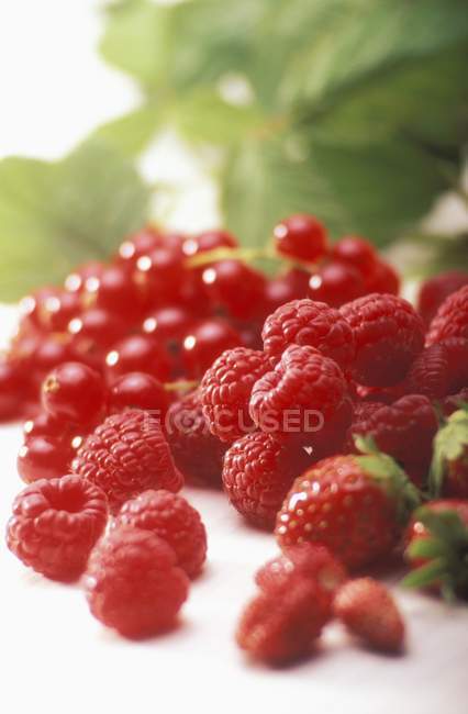 Fresh Raspberries and redcurrants — Stock Photo