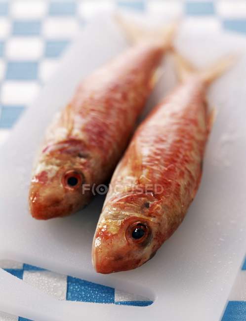 Salmonetes rojos frescos - foto de stock