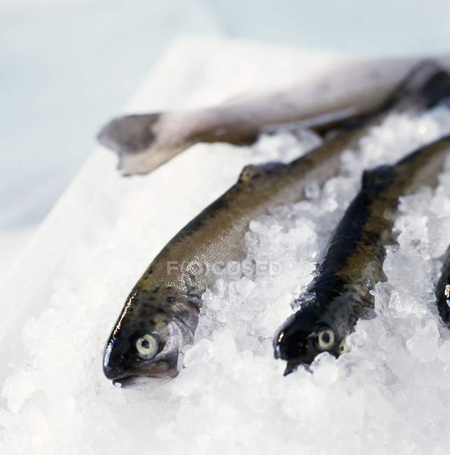 Fresh Trouts in ice — Stock Photo