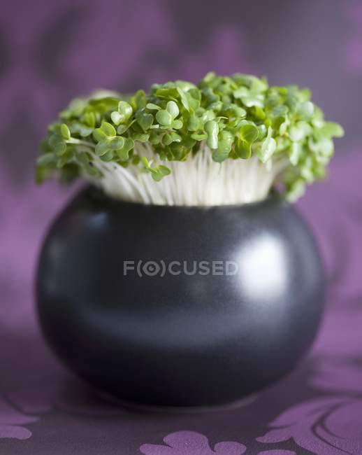 Daikon cress in vase — Stock Photo