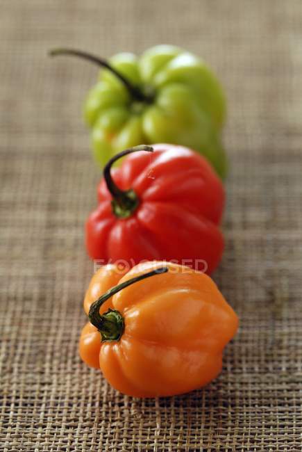 West Indian pimentas coloridas — Fotografia de Stock