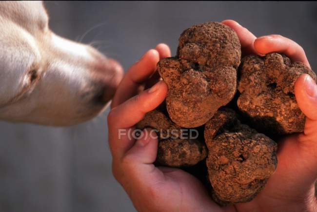 Close-up vista cortada de um cão cheirando trufas frescas em mãos de xícara — Fotografia de Stock
