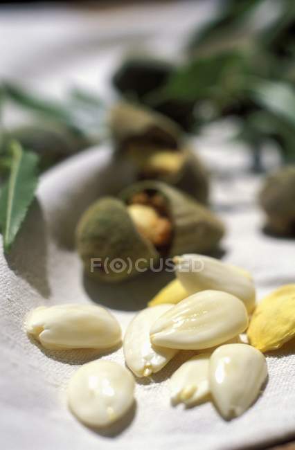 Freshly shelled almonds — Stock Photo