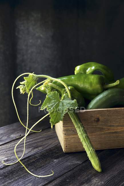 Fresh Cucumbers and chillies — Stock Photo
