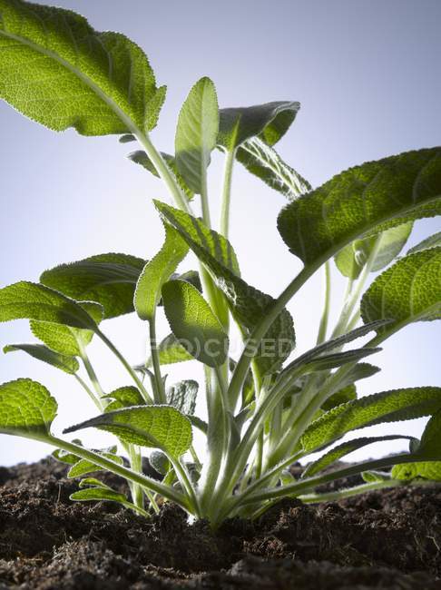 Planted sage in soil — Stock Photo