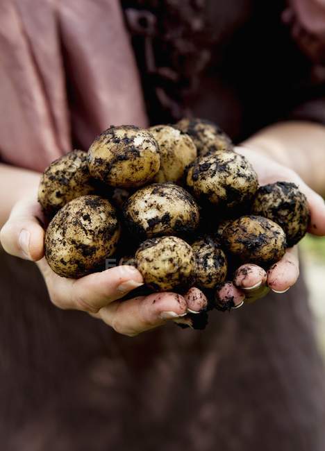 New potatos in hands, midsection — Stock Photo