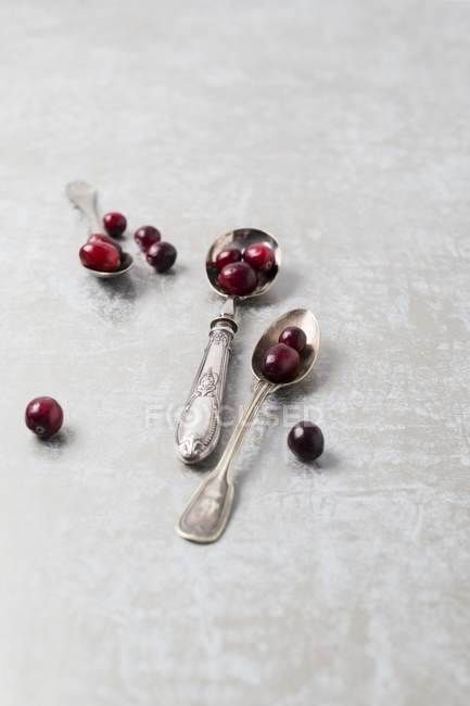 Cranberries on silver spoons — Stock Photo