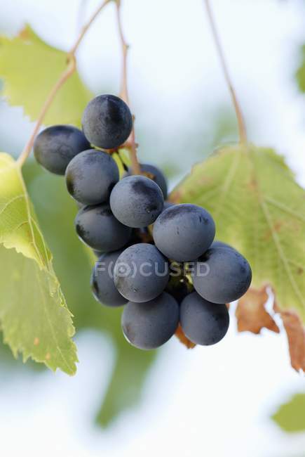 Raisins rouges sur la vigne — Photo de stock