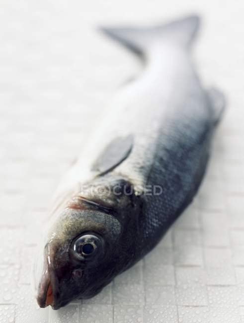 Pesce branzino fresco — Foto stock