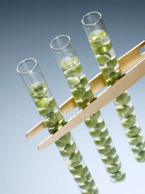 Peas in testing tubes — Stock Photo