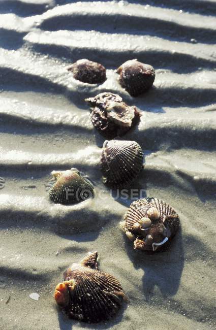 Visão diurna elevada de vieiras em areia molhada — Fotografia de Stock