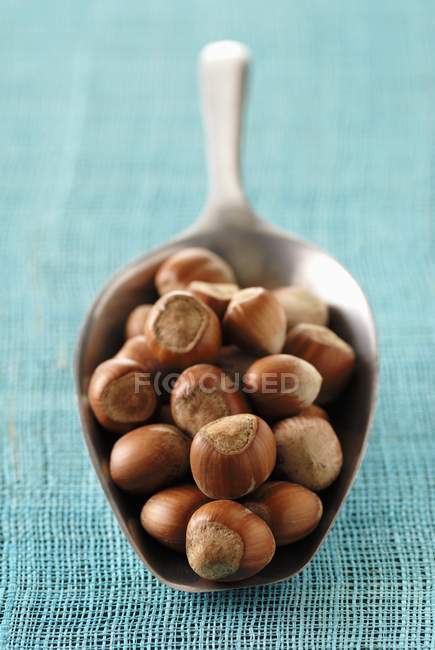 Scoopful of shelled hazelnuts — Stock Photo
